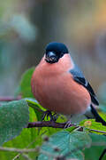 Eurasian Bullfinch