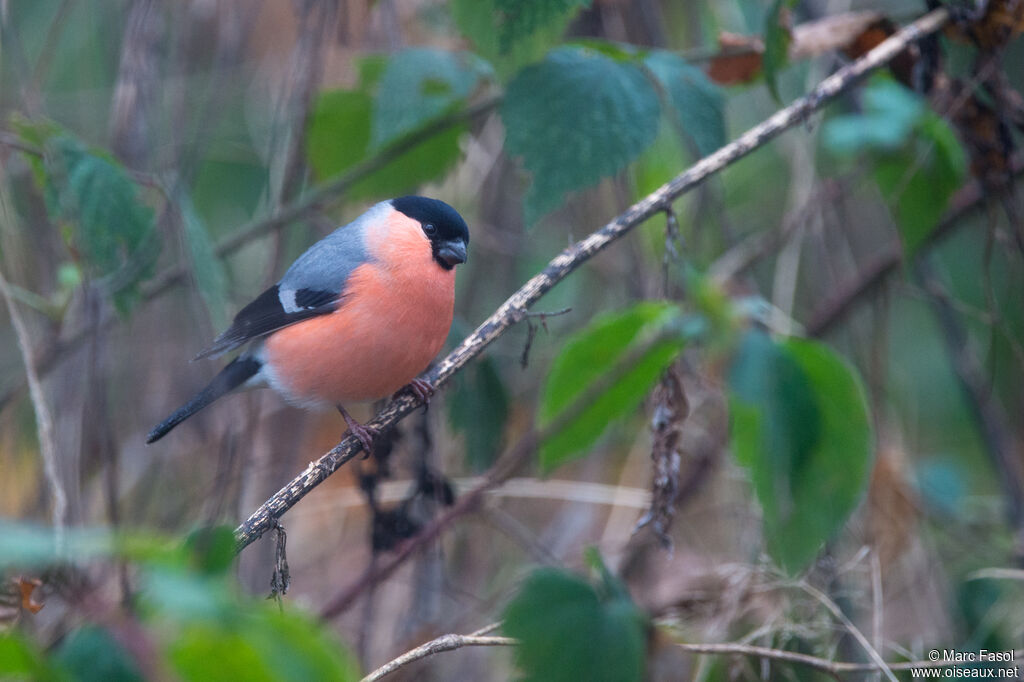 Eurasian Bullfinch male adult