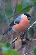 Eurasian Bullfinch