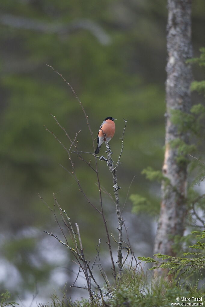 Eurasian Bullfinch male adult breeding, identification