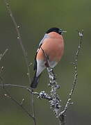 Eurasian Bullfinch