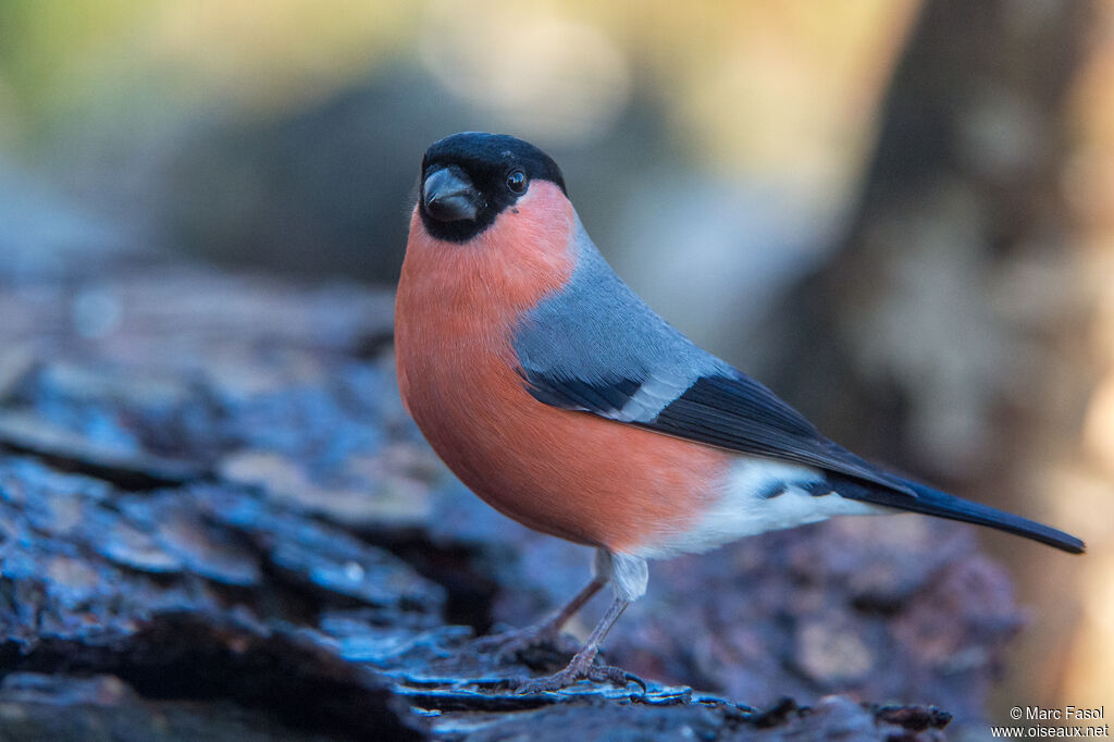 Eurasian Bullfinch male adult, identification