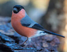 Eurasian Bullfinch