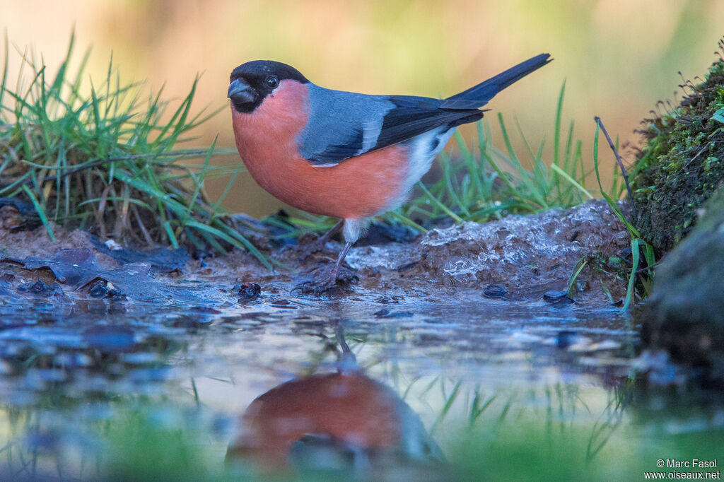 Eurasian Bullfinch male adult, identification, drinks