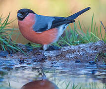 Eurasian Bullfinch