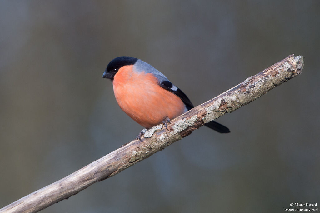 Eurasian Bullfinch male adult