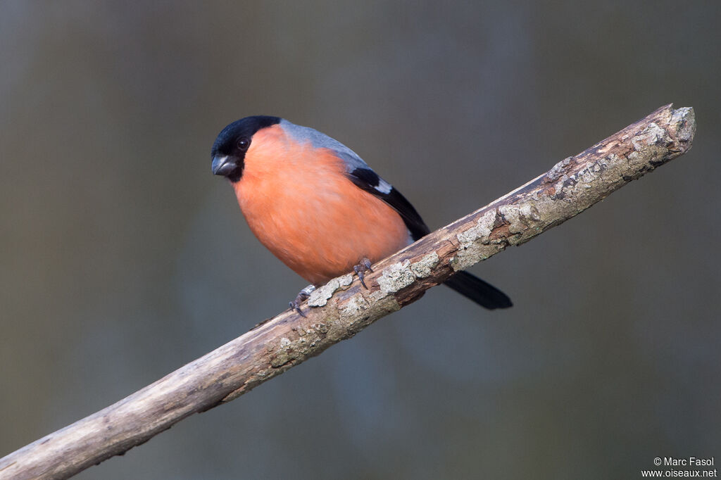 Eurasian Bullfinch male adult