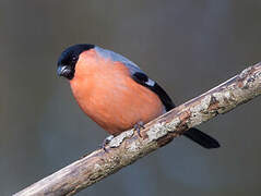 Eurasian Bullfinch