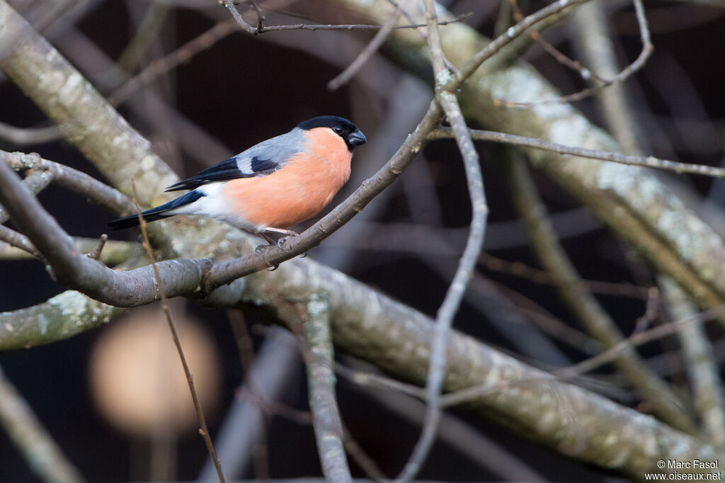Eurasian Bullfinch male adult, identification
