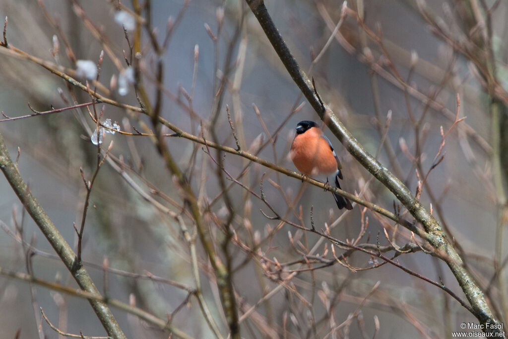 Eurasian Bullfinch male adult, identification