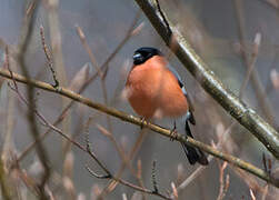 Eurasian Bullfinch