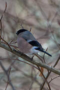 Eurasian Bullfinch