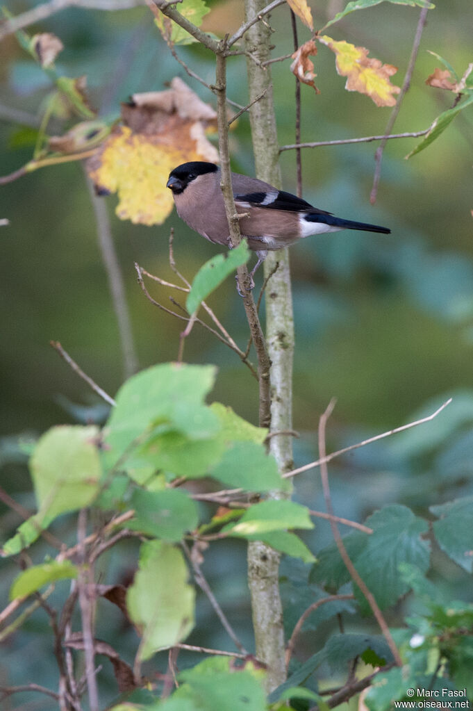 Eurasian Bullfinch male subadult transition, identification