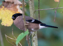 Eurasian Bullfinch