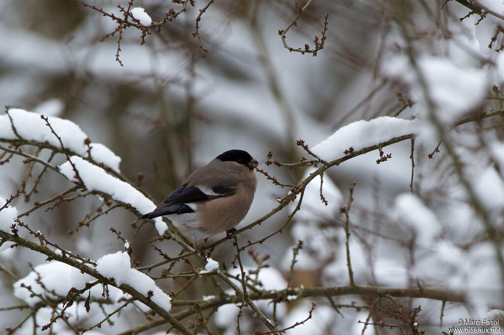 Eurasian Bullfinch female adult, eats