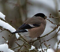 Eurasian Bullfinch