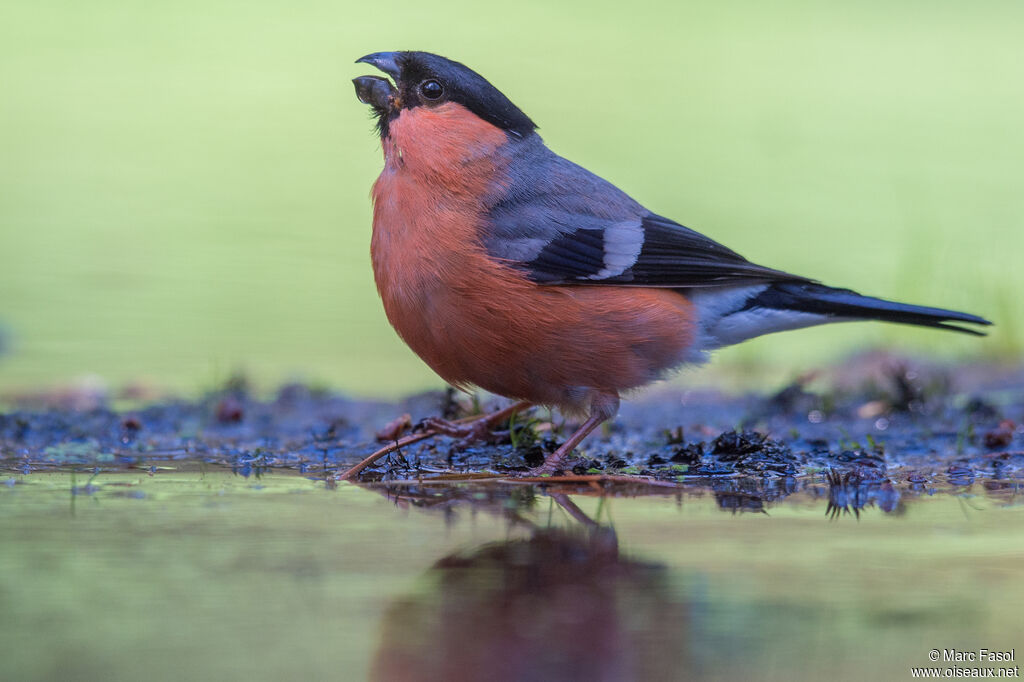 Eurasian Bullfinch male adult, identification, drinks