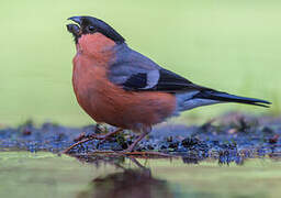 Eurasian Bullfinch