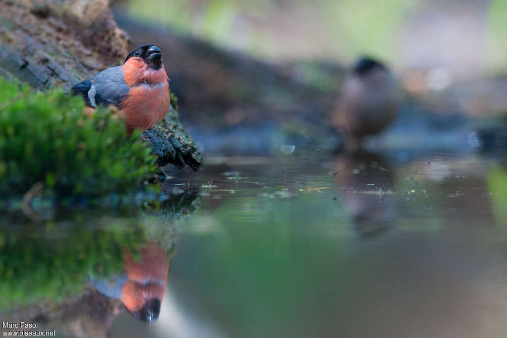 Eurasian Bullfinchadult, drinks