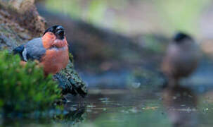 Eurasian Bullfinch