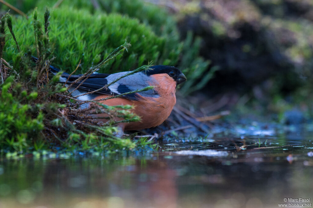 Eurasian Bullfinchadult, identification, drinks