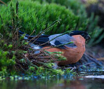 Eurasian Bullfinch