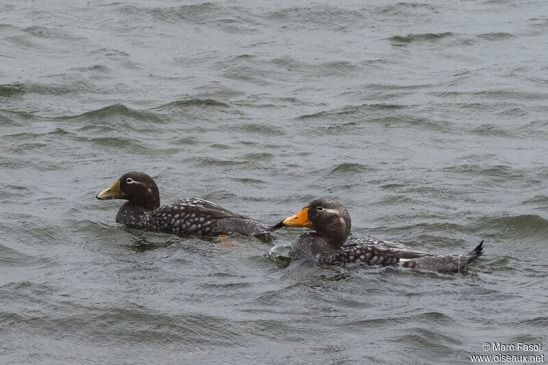 Falkland Steamer Duckadult post breeding, swimming