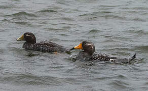 Falkland Steamer Duck