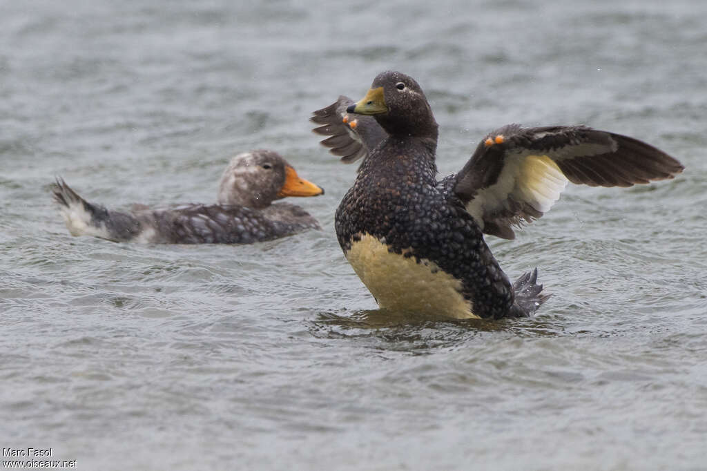 Falkland Steamer Duckadult post breeding, moulting, Behaviour