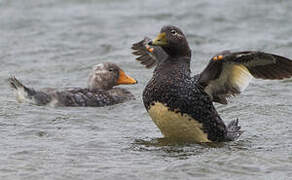 Falkland Steamer Duck