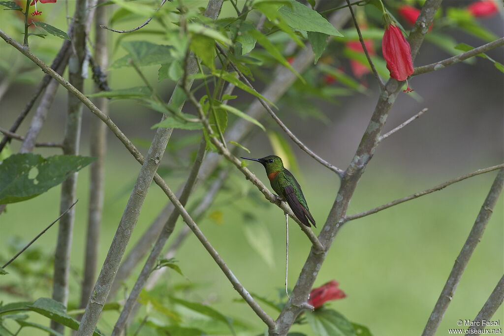 Gould's Jewelfront male adult, identification