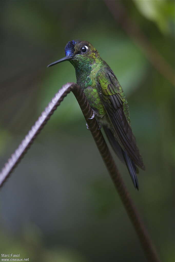 Violet-fronted Brilliant male adult breeding, identification