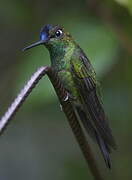 Violet-fronted Brilliant