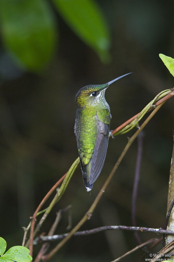 Violet-fronted Brilliant female adult breeding, identification