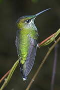 Violet-fronted Brilliant