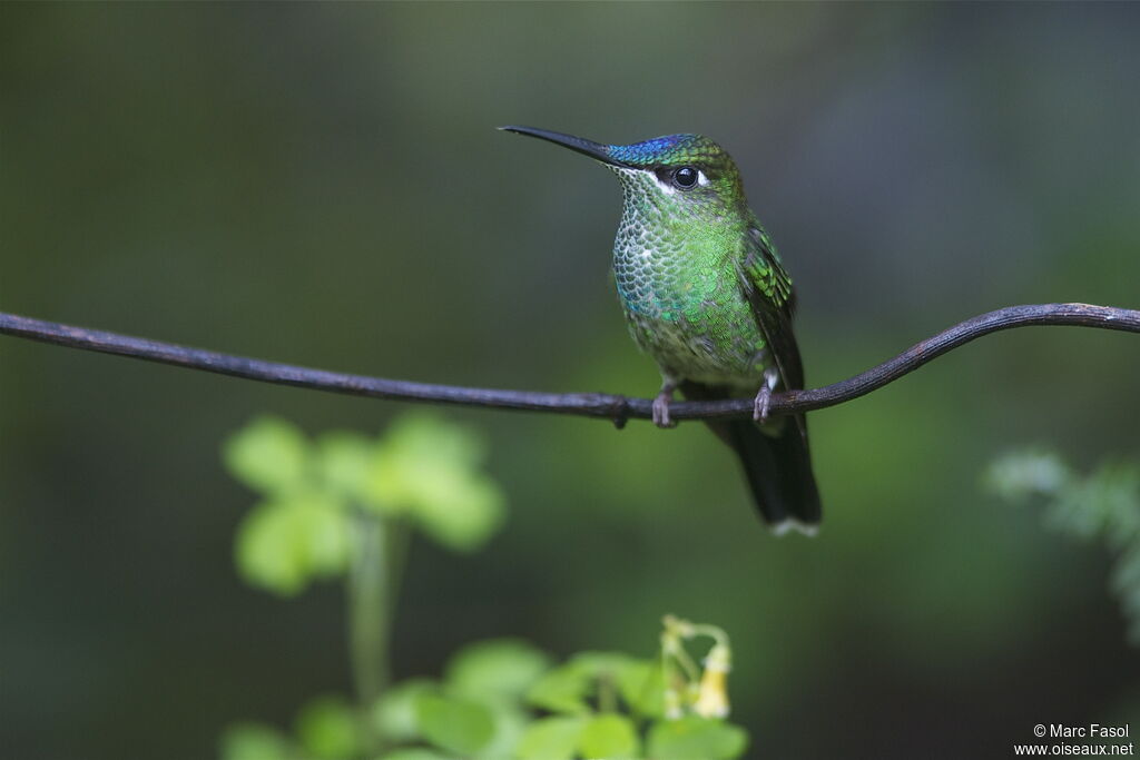 Violet-fronted Brilliant female adult breeding, identification