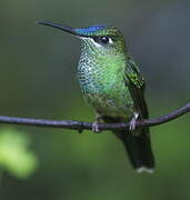 Violet-fronted Brilliant