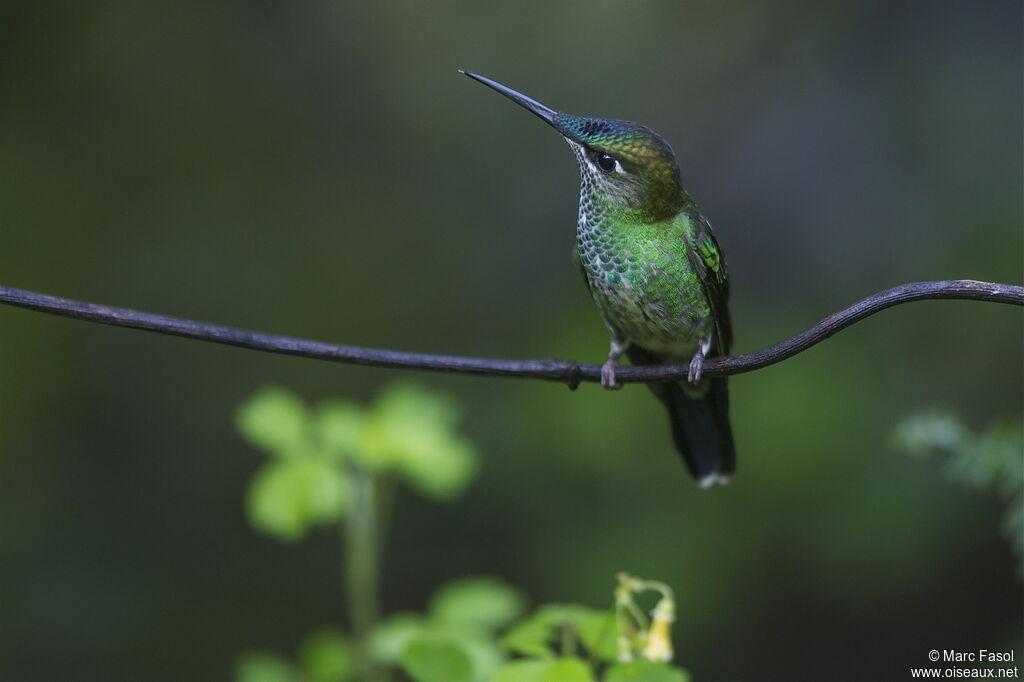 Violet-fronted Brilliant female adult breeding, identification