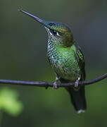 Violet-fronted Brilliant