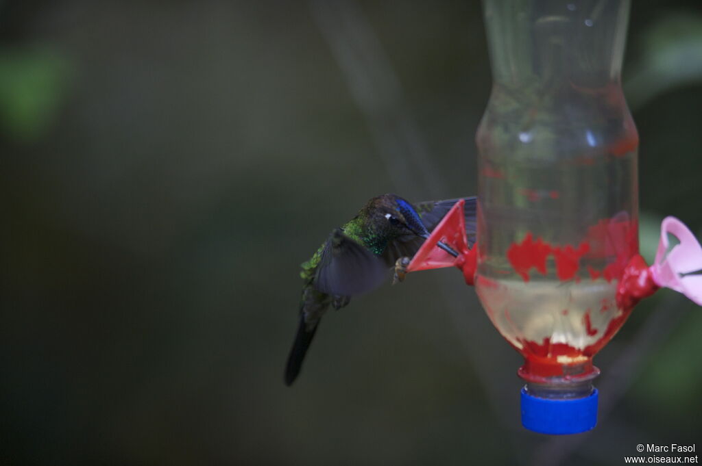 Violet-fronted Brilliant male adult breeding, Flight