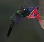 Violet-fronted Brilliant