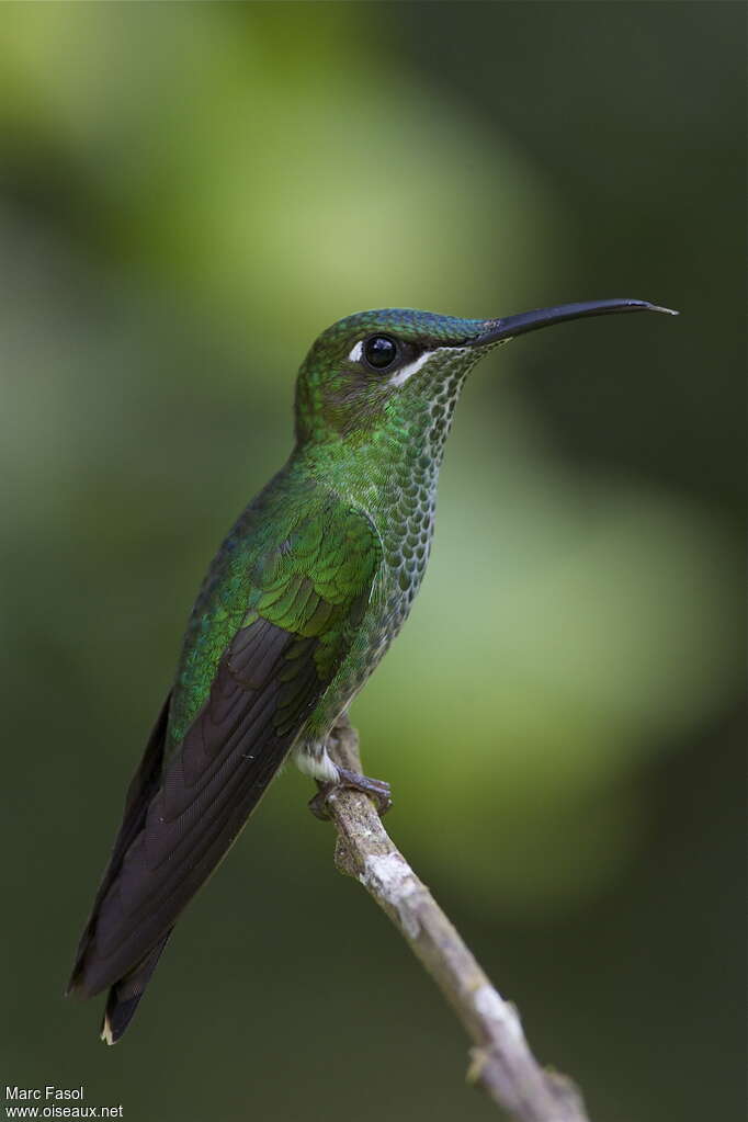 Violet-fronted Brilliant female adult, identification