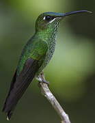 Violet-fronted Brilliant