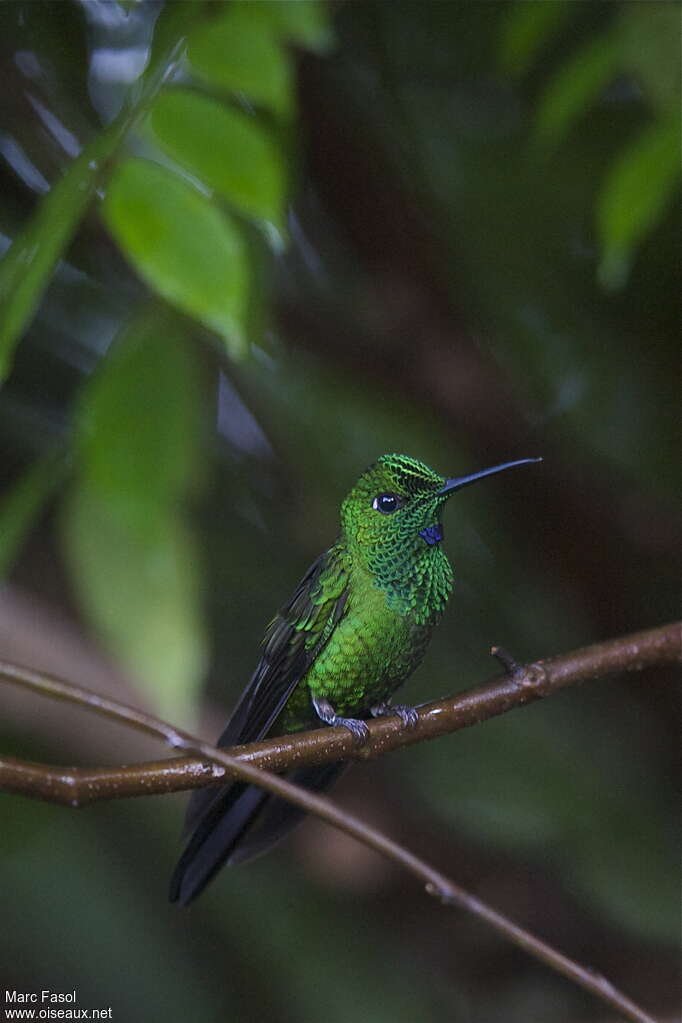 Green-crowned Brilliant male adult, identification