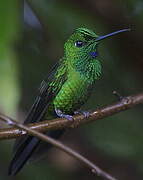 Green-crowned Brilliant