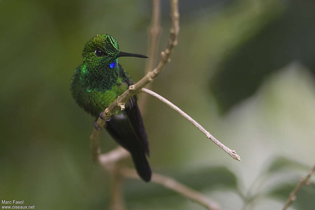 Green-crowned Brilliant male adult, identification