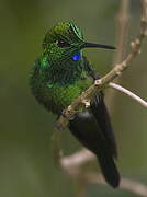 Green-crowned Brilliant