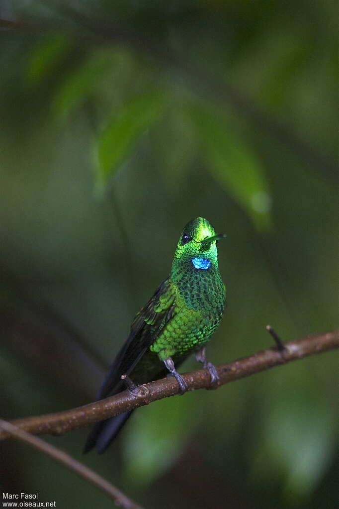 Green-crowned Brilliant male adult, close-up portrait