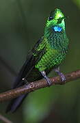 Green-crowned Brilliant