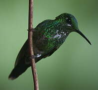 Green-crowned Brilliant